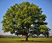 OakTree.png