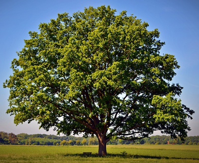OakTree.png