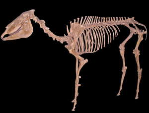 HorseFossil3.png