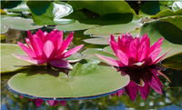 WaterLily.png