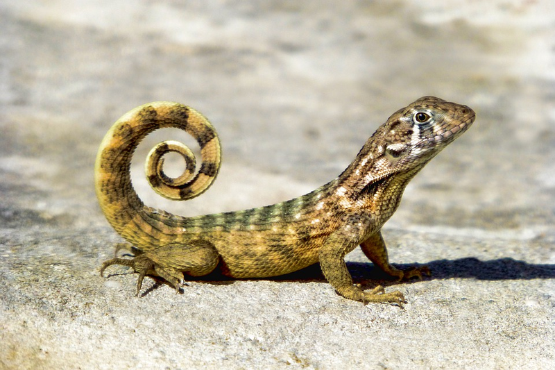 File:Reptile.png