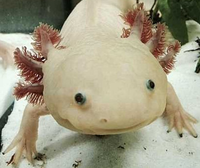Axolotl.png