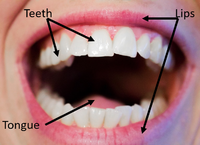 MouthDiagram.png