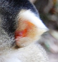 MonkeyEar.png