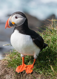 Puffin.png