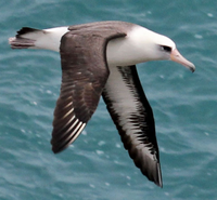 Albatross.png