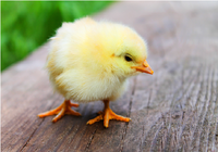 Chick.png