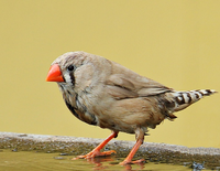 Finch.png