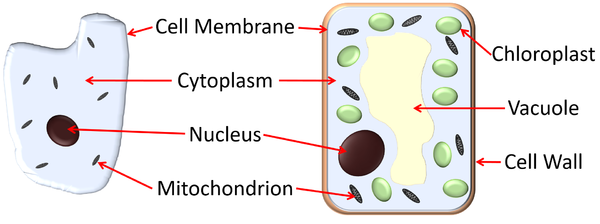 AnimalCellvsPlantCell.png