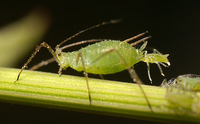 Aphid.png