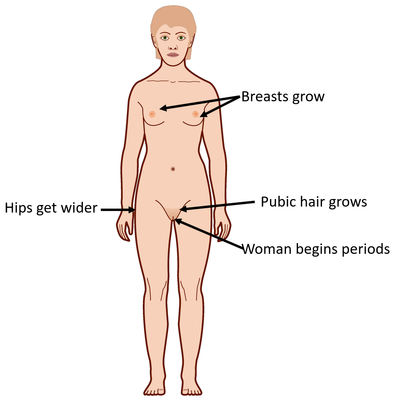 FemaleSecondarySexualCharacteristics.png