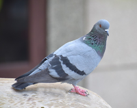 Pigeon.png
