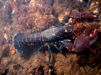 Lobster.png