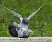 BirdsMating.png