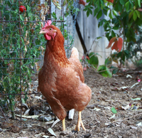 Chicken.png