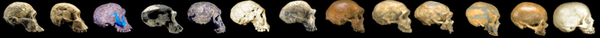 HumanSkullEvolution.png