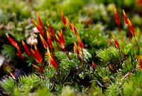 Moss2.png