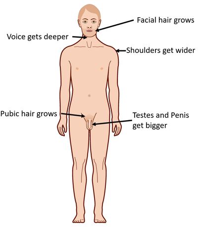 MaleSecondarySexualCharacteristics.png