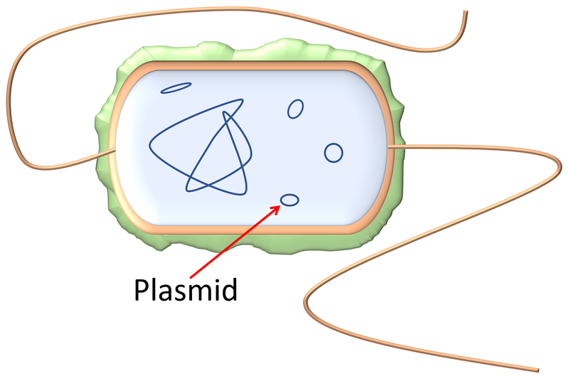 File:Plasmid.png