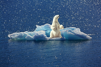 PolarBearIceberg.png