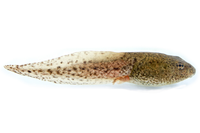 Tadpole.png