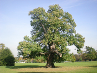 Tree.png