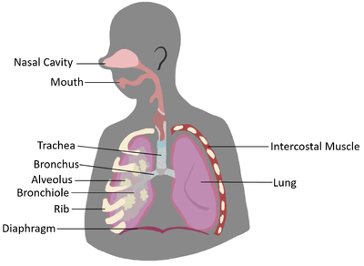 BreathingSystemDiagram.png