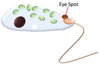 Eyespot.png
