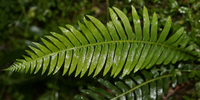 Fern1.png