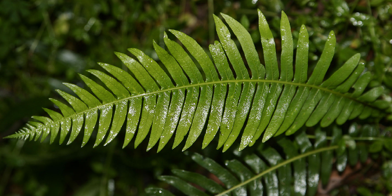 File:Fern1.png