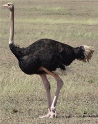 Ostrich.png