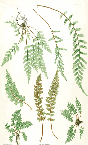 File:Ferns.png