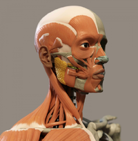 FaceMuscles.png