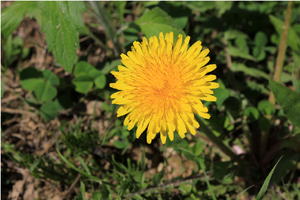 Dandelion.png