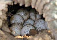 TurtleEggs.png