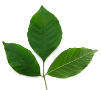 AshLeaf.png