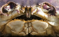 CrabMouth.png