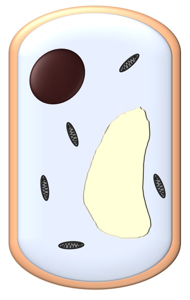 File:FungalCellClipart.png