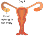MenstrualCycleDay7.png