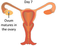 MenstrualCycleDay7.png