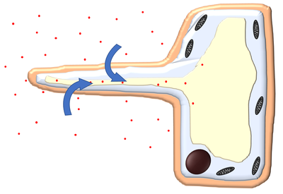 RootHairAbsorbingMinerals.png