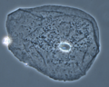 Thumbnail for version as of 07:05, 3 September 2018