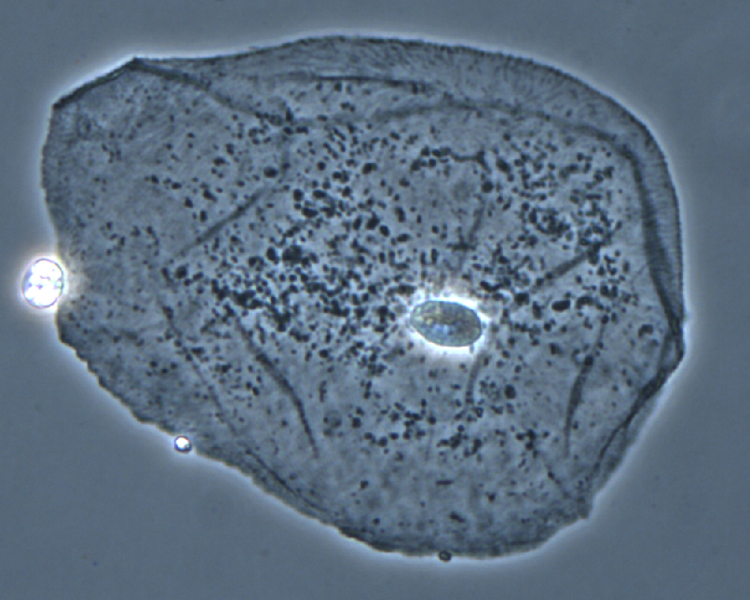 File:Cell.png