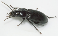 Beetle1.png