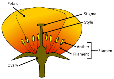 FlowerDiagramKS3.png