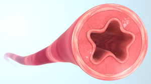 BloodVessel.png
