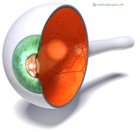 EyeCrossSection.png