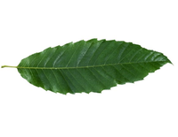 ChestnutLeaf.png