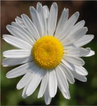 Daisy.png