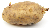 Potato.png